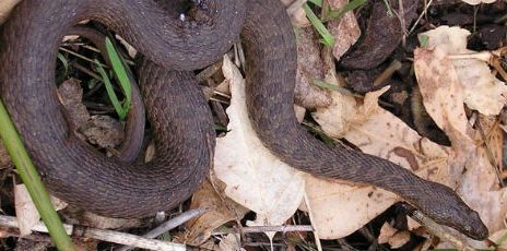 June Watershed Meeting: Oak Creek is Important Habitat for the Narrow-headed Gartersnake